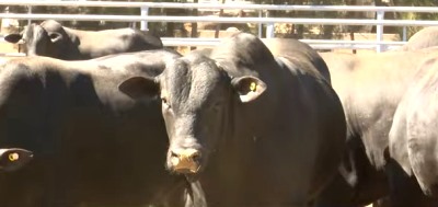 المئات من الأبقار البرازيلية المخصصة للذبح موجودة في السوق